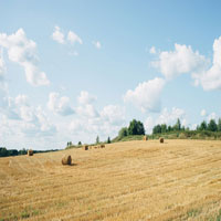 An image of hay bales